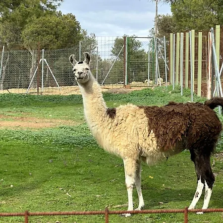 Chozo Rural