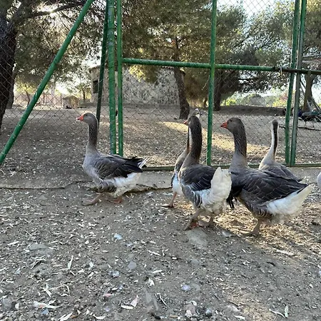 Campsite Chozo Rural